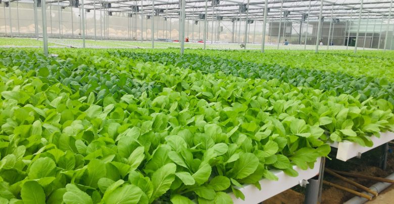 Bạn Có Nên Dùng Giá Thể Mút Xốp Để Thay Thế Xơ Dừa? 1