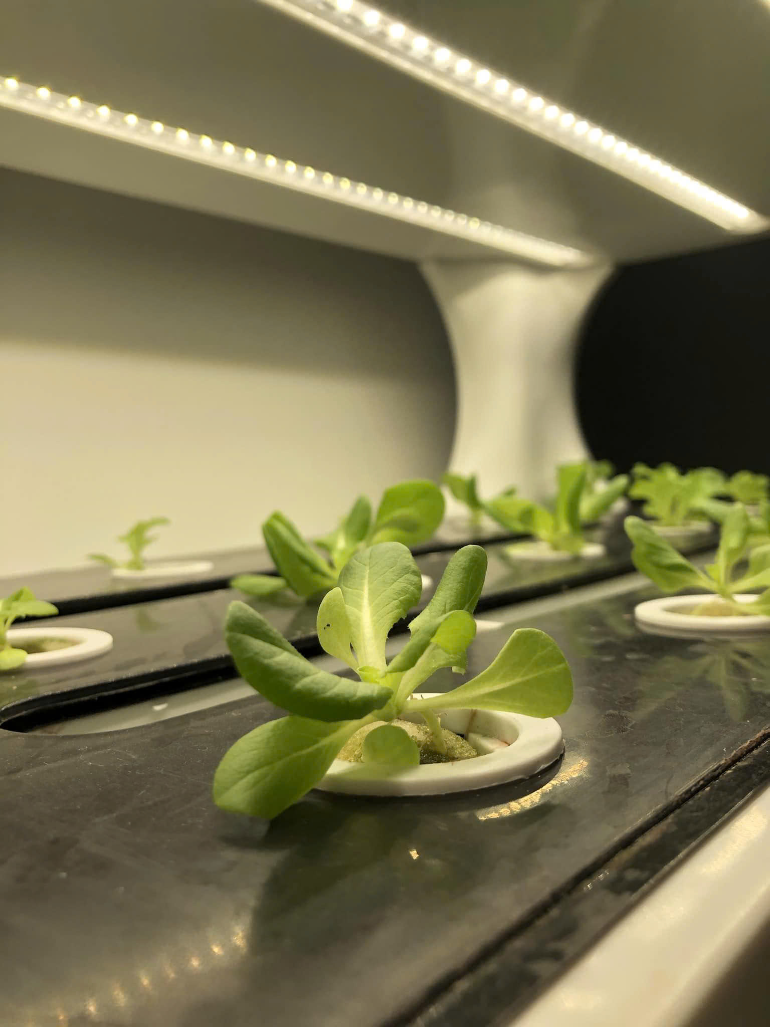 Hướng Dẫn Ươm Cây Thủy Canh Bằng Giá Thể Mút Xốp. 1